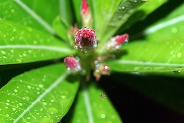 A flower and a spider after rained in night.