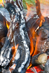 burning firewood of saxaul in the fire in nature