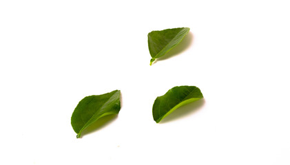 hojas verdes en fondo blanco