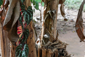 Blurred nature background with rainforest flora of Amazon River basin in South America
