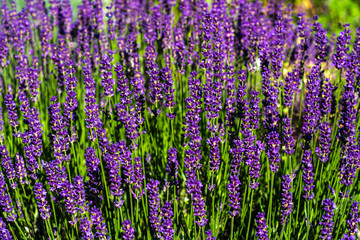 Fototapeta premium Purple salvia blossoms