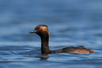Black-necked grebe (Podiceps nigricollis)