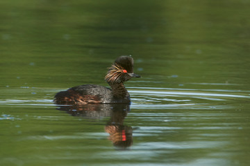 Black-necked grebe (Podiceps nigricollis)