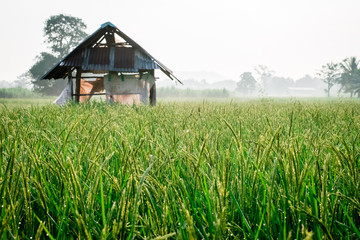 Fototapeta na wymiar Small cottage in paddy field