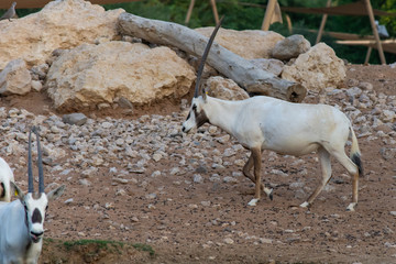 An Arabian oryx (Oryx leucoryx)  critically endangered resident of the Arabian Gulf stands in the hot desert sand near a water hole in Al Ain, United Arab Emirates.