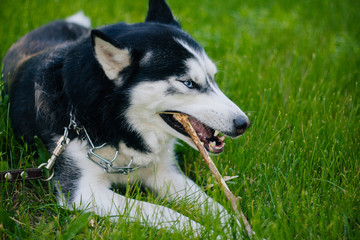 Siberian husky dog with blue eyes lies on the green grass and gnaws a stick. Bright green trees and grass are in the background. The dog is on the lawn. 