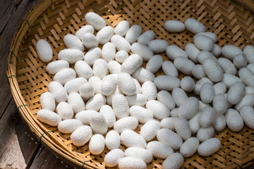 white silk cocoon