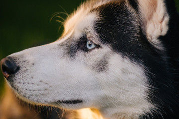 Siberian Husky dog with blue eyes lies on the green grass and looks away. Bright green trees and grass are in the background. Dog on the lawn. close-up