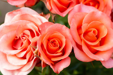 Rose pink coral pastel Beautiful colorful close up soft focus picturesque postal card
