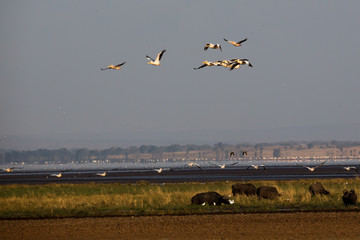 Pelikane (Pelecanidae, Pelecanus)