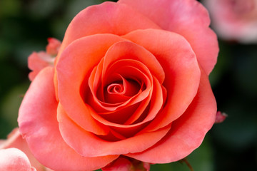 Rose pink coral pastel Beautiful colorful close up soft focus picturesque postal card