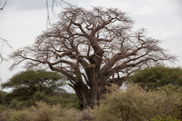 Baobabbaum (Adansonia digitata) - Afrikanischer Affenbrotbaum - Tansania