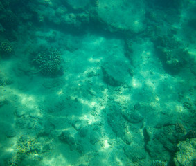 sea fish near coral, underwater