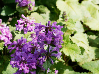 Fototapeta premium Epiaires ou bétoines à grandes fleurs - Stachys macrantha 'superba' 