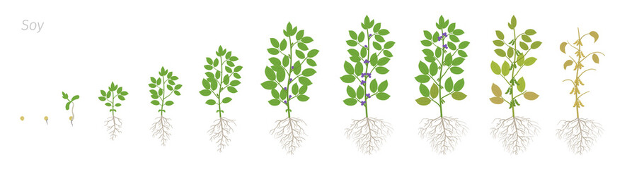 Growth stages of Soybean plant with roots. Soya bean phases set. Glycine max. Animation progression.