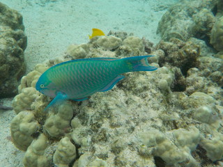Parrotfish with Long Tail