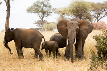 Elefant - Loxodonta africana