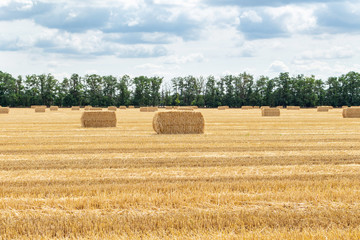 harvested grain cereal wheat barley rye grain field, with haystacks straw bales stakes cubic rectangular shape on the cloudy blue sky background, agriculture farming rural economy agronomy concept