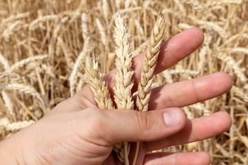 Hand with ears of grain wheat spikelet close up growing, agriculture farming rural economy agronomy concept