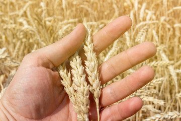 Hand with ears of grain wheat spikelet close up growing, agriculture farming rural economy agronomy concept