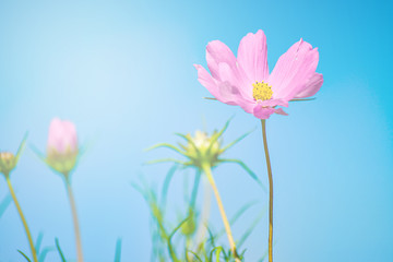 Fototapeta premium colorful cosmos flower on blue sky. Sulfur Cosmos in garden