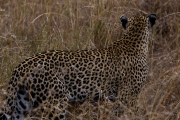 Leopard (Panthera pardus)