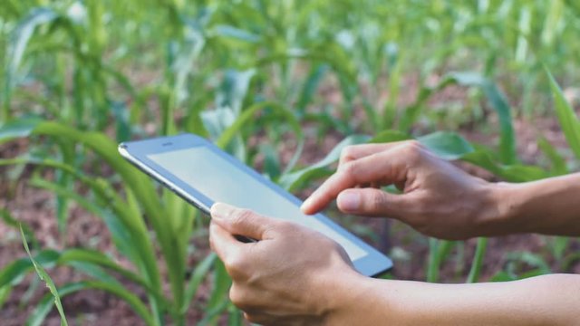 Young Asian Farmer Woman Walking at Checking Corn Quality Using Mobile Tablet Gadget. 