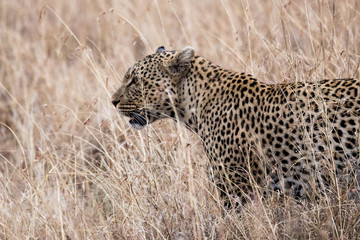 Leopard (Panthera pardus)