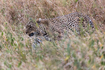 Leopard (Panthera pardus)