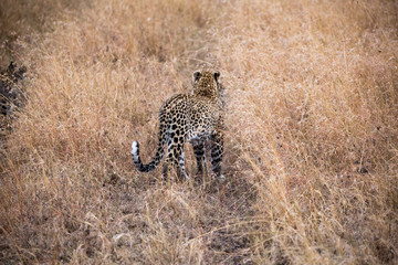 Leopard (Panthera pardus)