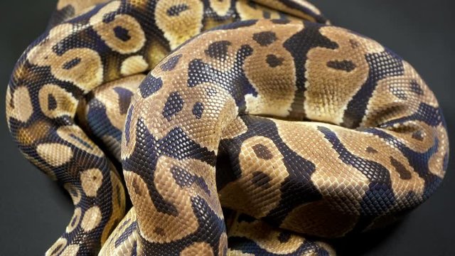 Video of royal ball python on dark texture