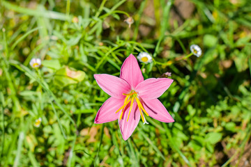 Pink Rain Lily or Zephyranthes grandiflora flower with soft sunlight on green background. 