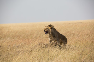 Löwe (Panthera leo)