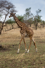 Naklejka na ściany i meble Giraffe (Giraffa)