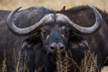 Naklejka premium Kaffernbüffel