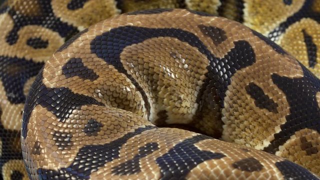 Video of ball royal python on dark background