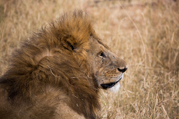 Löwe (Panthera leo)