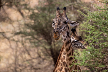 Giraffe (Giraffa)