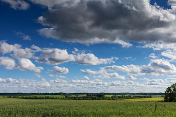 Green wheat field and blue sky.
