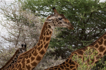 Giraffe (Giraffa)