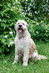 South Russian Shepherd Dog for a walk in a summer park on a background of lilac bushes.