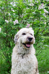 Cute smiling South Russian Shepherd Dog for a walk in a summer park on a background of lilac bushes.