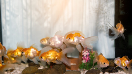 Many goldfish in the cabinet are aquatic animals raised in the house.