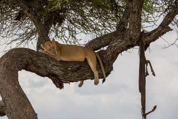 Löwe (Panthera leo)