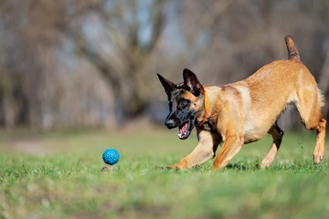 Belgian Shepherd Malinois Jumps for the Blue Ball