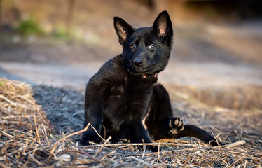 Funny German Shepherd puppy is about to scratch