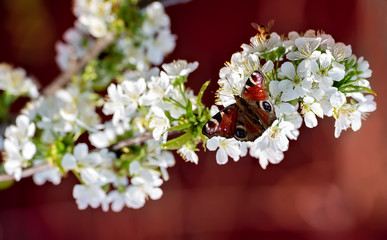 sweet cherry in bloom and peacock butterfly