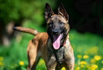Belgian Shepherd puppy Malinois on a background of dandelions