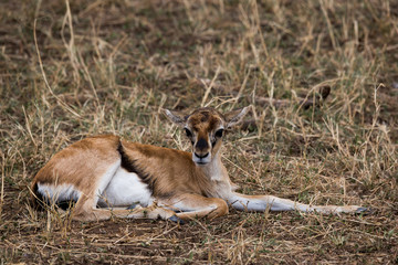 Impalas (Aepyceros)