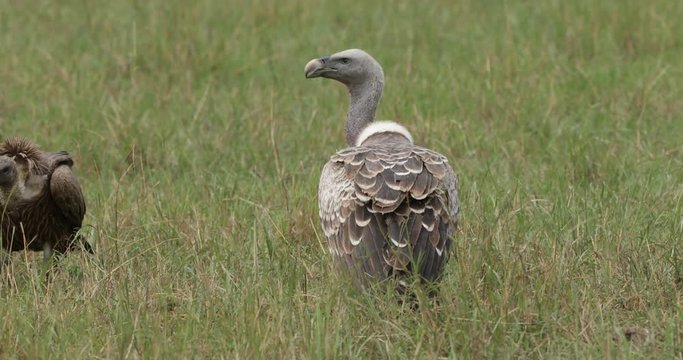 Ruppell vulture, white-backed vulture and Lappet faced vultures in Masai Mara long grass at a kill. Kenya, East Africa. 
